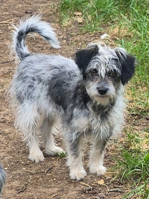 Süße Funny(1 Jahr, 30 cm,7 kg) sucht liebevolles Zuhause 