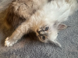     Heilige Birma Katzen suchen neues Zuhause Bild 2