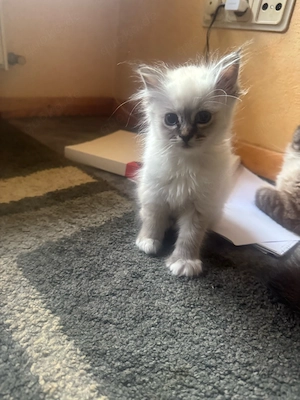     Heilige Birma Katzen suchen neues Zuhause Bild 3