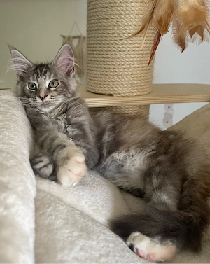 Maine Coon Kitten mit Stammbaum