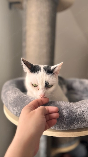 Leo und Luna suchen ein neues Zuhause