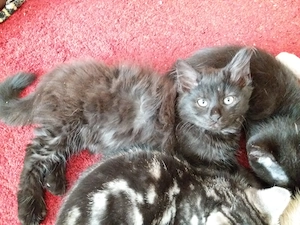 schwarzer Kater (Kitten) mit Maine Coon Aussehen 