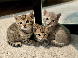 Bengal - BKH Kitten zu verkaufen 
