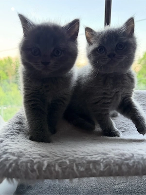     BKH Kitten Jungen in Blue   liebevoll aufgezogen