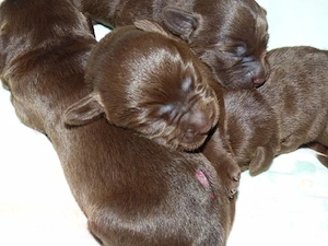 Wir erwarten zu Anfang Juli Welpen in Chocolate und Schwarz
