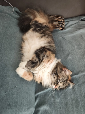 Reinrassige sibirische Katze 6 Jahre 