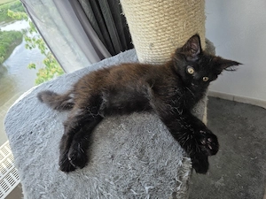 Reinrassiges Maine Coon Mädchen ab sofort in liebevolle Hände abzugeben