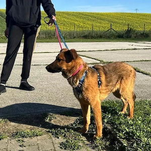 Zander, junger, wunderhübscher und lieber Mischling Bild 5