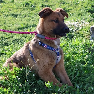 Zander, junger, wunderhübscher und lieber Mischling Bild 4