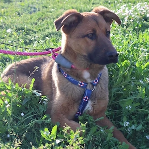 Zander, junger, wunderhübscher und lieber Mischling Bild 3