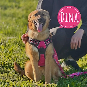 Dina, wundersüße junge Mischlingshündin, Belgischer Schäferhund   Tornjak