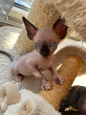 Canadian Sphynx Baby ( M) mit Tasthaare
