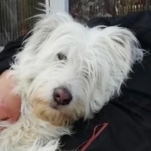 Manolo, geb. ca. 07 2019, lebt bei einer Familie in 33154 Salzkotten 