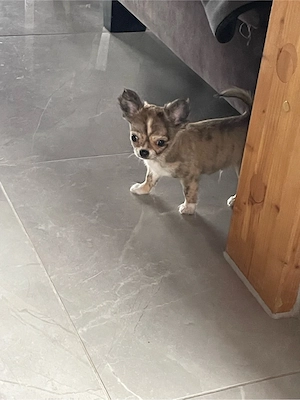 11 Wochen junger Chihuahua Rüde ab sofort zum Auszug bereit