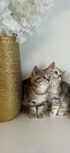 Britisch Kurzhaar Kitten abzugeben 