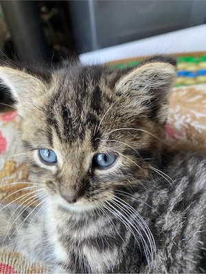Kitten sucht ein zuhause
