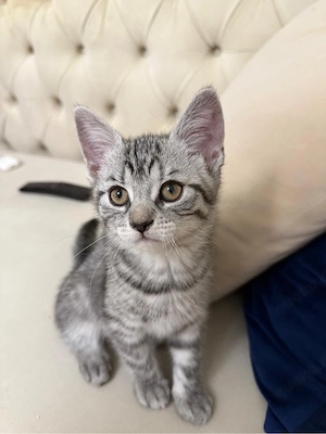 katzen baby