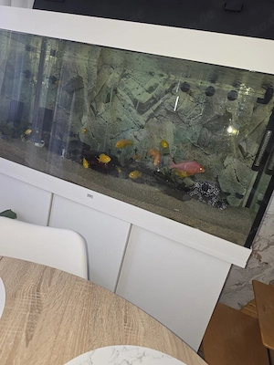 Aquarium  mit fische malawi 