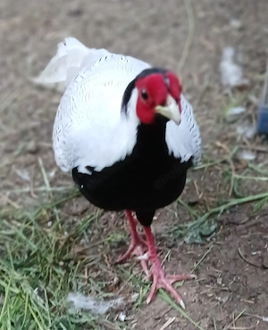 Verkaufe  Silberfasan