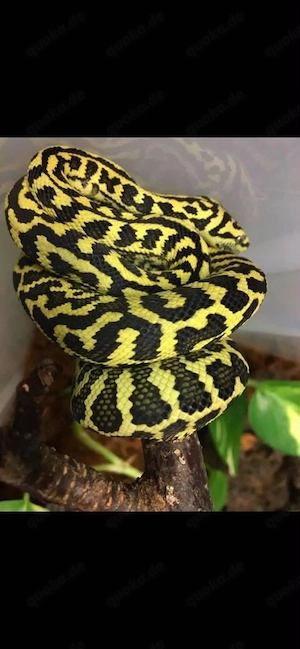Teppichpython Morelia Spilota Cheynei 