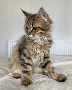 Maine-Coon-Kater (männlich)