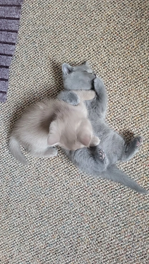BKH katzenbaby