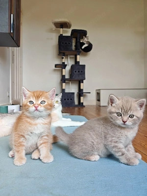 Britisch Kurzhaar Kitten. Traumfarben Apricot & Silver 
