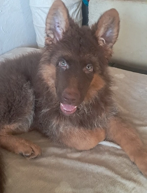 braune Altdeutsche Schäferhunde und einer in weiss mit braunen Flecken