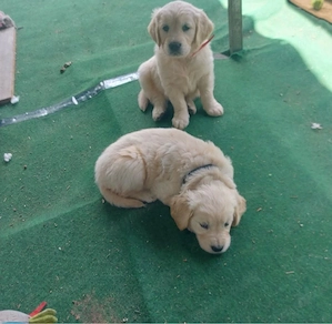 Golden retriever welpen