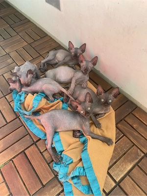 Süße Sphynx Kitten  Bild 2