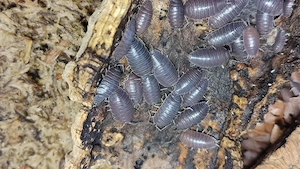 Porcellio laevis Black   Isopods   Bodenpolizei 