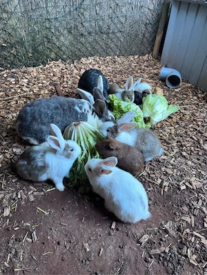 Deutsche Riesen   Hase