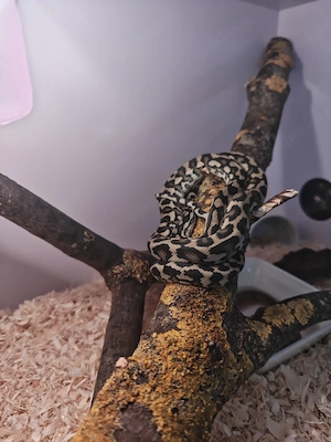 tausche 1.3 morelia spilota teppichpythen 