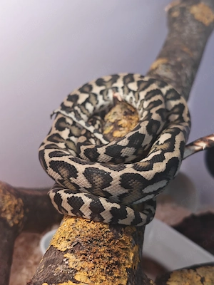 1.1 Morelia Spilota - Teppichpython double het.