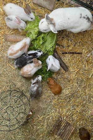 Deutsche Riese   Hase