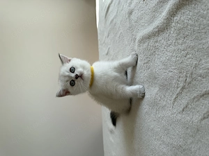 BKH Kitten, Britisch Kurzhaar  Bild 3