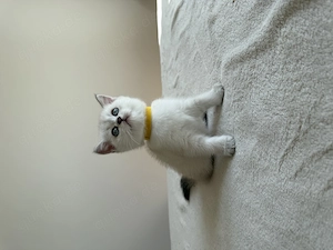 BKH Kitten, Britisch Kurzhaar  Bild 4