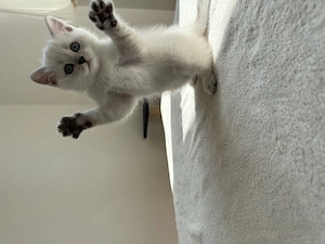 BKH Kitten, Britisch Kurzhaar  Bild 6