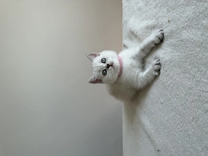BKH Kitten, Britisch Kurzhaar  Bild 2