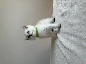 BKH Kitten Männlich 