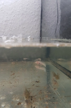 axolote zu verkaufen 
