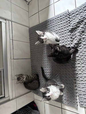 Katzenweibchen abzugeben