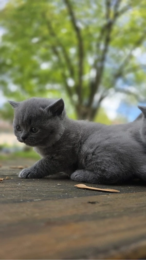 BKH Kitten sucht liebevolles Zuhause     Britisch Kurzhaar (BKH) Kätzchen