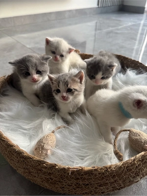 Bkh Kätzchen Britische Baby Katze