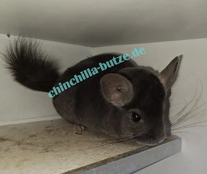 Chinchillas suchen ein zu Hause  Bild 3