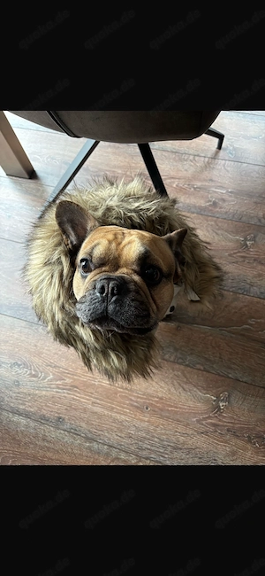 Französische Bulldogge 