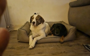 Die schlaue Lissy sucht ihr Zuhause Bild 2