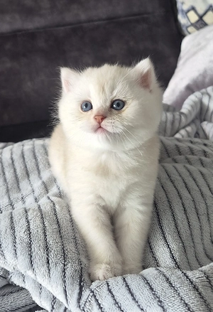BKH Kitten 