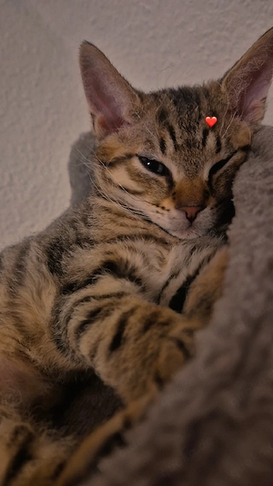 kleiner Kater 