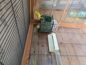 Mutation vögel Grünfink 